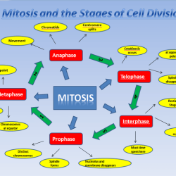 Controls on cell division graphic organizer