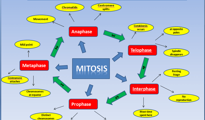 Controls on cell division graphic organizer