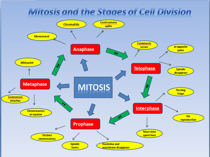 Controls on cell division graphic organizer