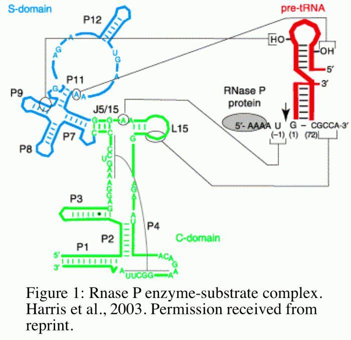 Rnase is an enzyme that cleaves the p-o