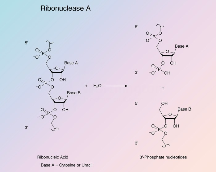 Rnase is an enzyme that cleaves the p-o