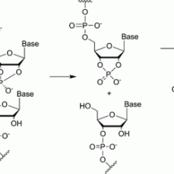 Rnase mrna treatment rnas resistant pre ijms splicing flow mdpi g001