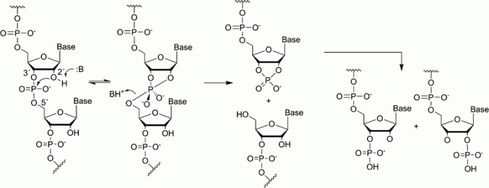 Rnase mrna treatment rnas resistant pre ijms splicing flow mdpi g001