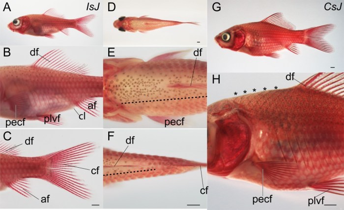 Goldfish respiration lab form pdf version name reached ve end preview scientific method