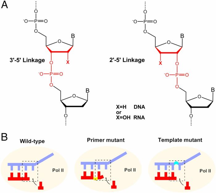 Rna lecturio stranded ribose uracil transcription nucleic acids