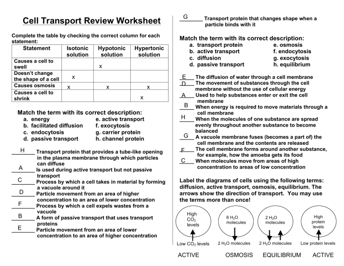 Cell membrane and cell transport worksheet answers