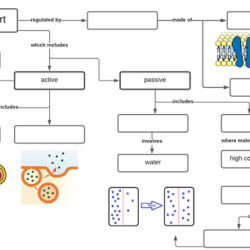 Cell membrane and cell transport worksheet answers