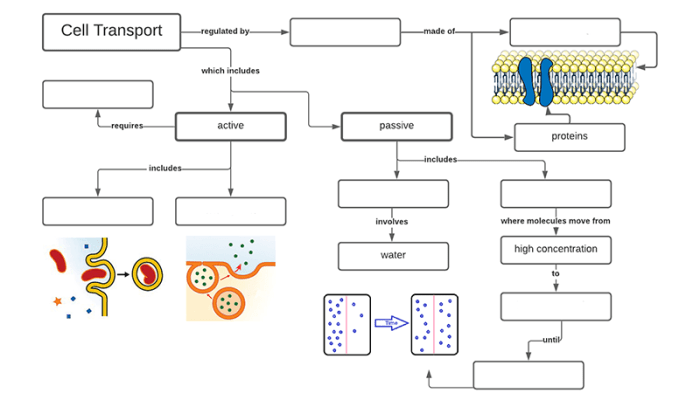 Cell membrane and cell transport worksheet answers