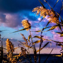 Braiding sweetgrass asters and goldenrod summary