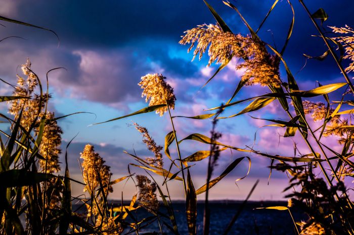 Braiding sweetgrass asters and goldenrod summary