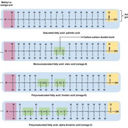 Fatty acids polyunsaturated nutrients simplest ratio potential cardiovascular disorders