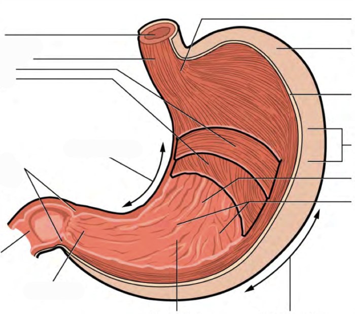 Figure 14-3a is a longitudinal section of the stomach